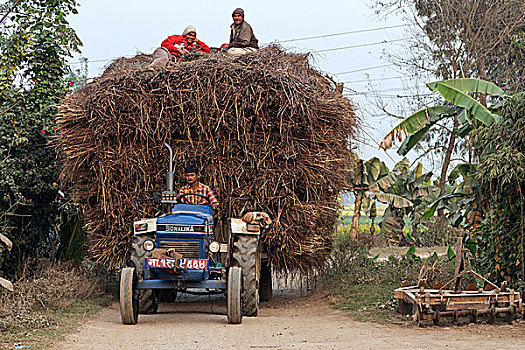 拖拉机,拖车,装载,芦苇,尼泊尔,亚洲