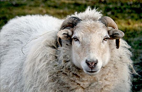 绵羊,南,莱茵兰普法尔茨州,德国