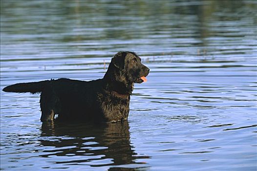 黑色拉布拉多犬,狗,警惕,成年,玩,湖