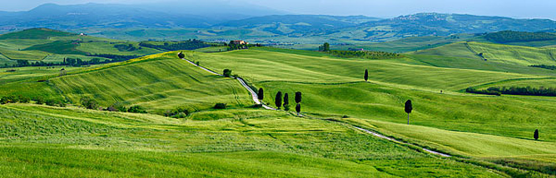通过,绿色,地点,柏树,皮恩扎,锡耶纳省,托斯卡纳,意大利