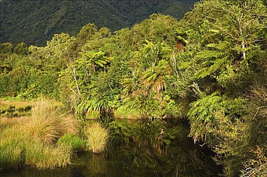 雨林,南岛,新西兰