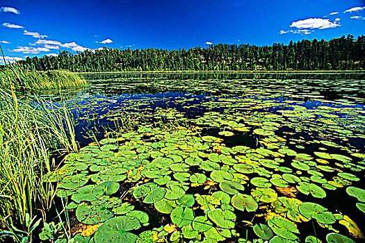 夏天,怀特雪尔省立公园,曼尼托巴,加拿大