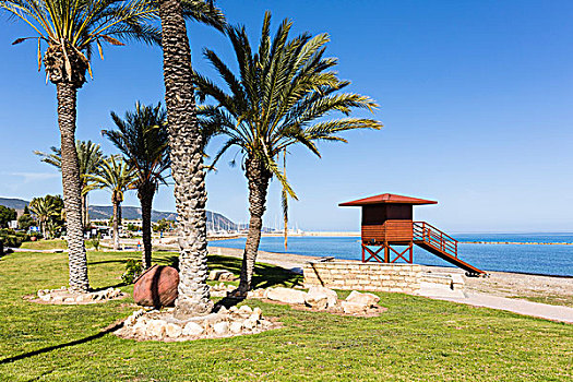 棕榈树,散步场所,海滩,地中海,塞浦路斯
