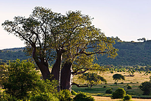 猴面包树,塔兰吉雷国家公园,坦桑尼亚,非洲