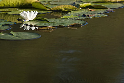 白浪,百合,湖,石荷州,德国