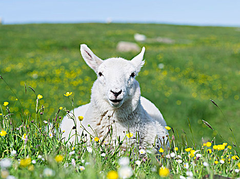 绵羊,岛,家,放牧,只有,苏格兰,五月,大幅,尺寸