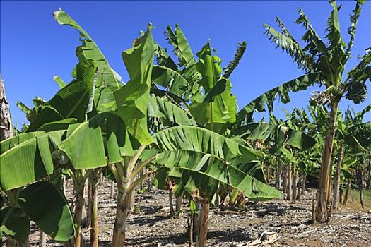 香蕉,种植园,靠近,多米尼加共和国,加勒比海