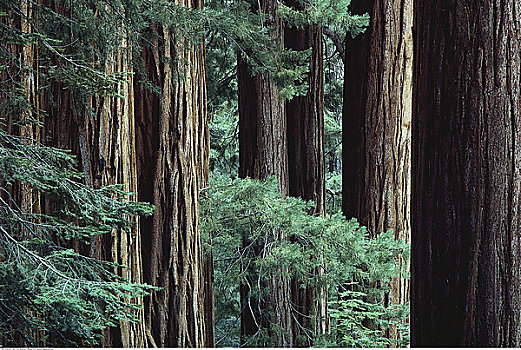 小树林,红杉国家公园,加利福尼亚,美国