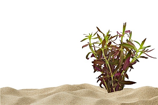 水族箱,背景,紫色,植物