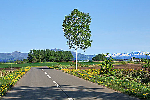 白桦,树,新,绿色,朴素,北海道