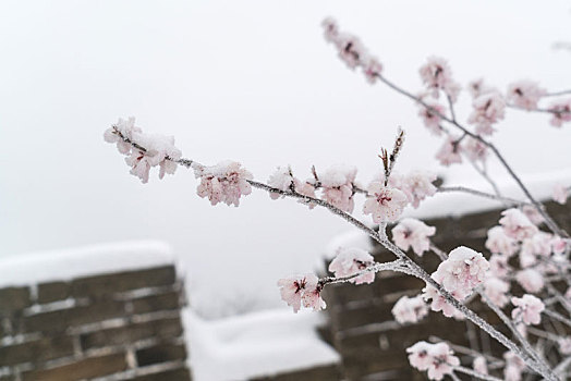 长城冰雪桃花