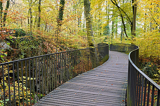 弯曲,步行桥,自然保护区,落叶林,秋天,普通,山毛榉,北莱茵威斯特伐利亚,德国,欧洲