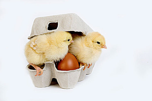 幼禽,鸡蛋盒,白色背景