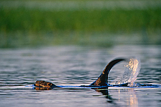 海狸,美洲河狸,信号,拍击,尾部,湖,萨斯喀彻温,加拿大