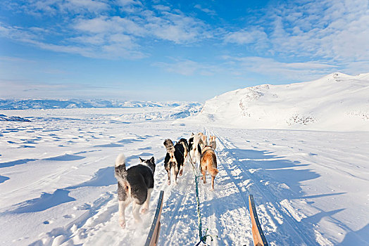 冬季风景,爱斯基摩犬,拉拽,雪橇