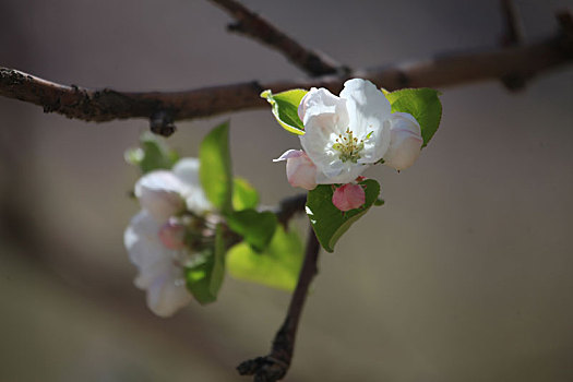 苹果花语,纯朴,心地善良