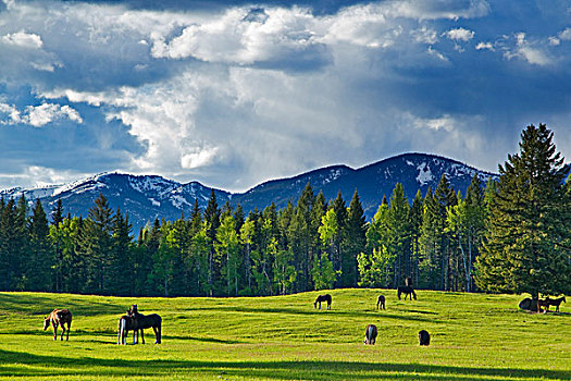 马,放牧,草场,靠近,白鲑,蒙大拿,美国