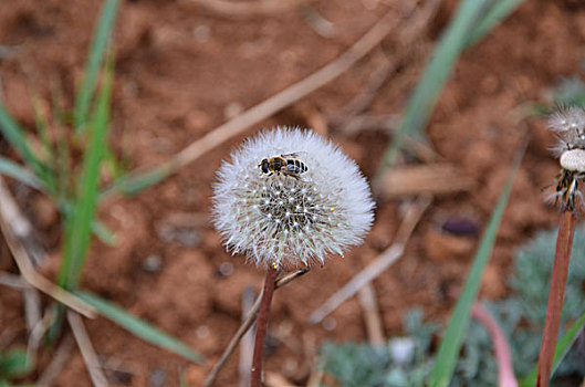 蒲公英花绽放引蜂舞,蒲公英,花,绽放,吸引,蜜蜂,飞舞,野菜,中药材,采蜜,田园