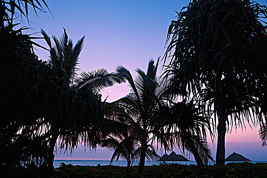 剪影,棕榈树,海岸,日落,夏威夷,美国