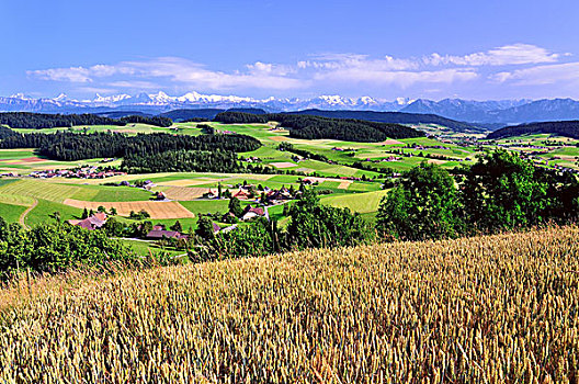 风景,玉米田,正面,后面,伯尔尼阿尔卑斯山,山,修雷克宏峰,艾格尔峰,少女峰,伯恩,瑞士,欧洲