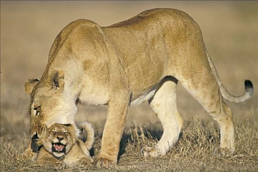 狮子,马赛马拉,野生动物,预留,肯尼亚