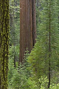 巨杉,树,优胜美地国家公园,加利福尼亚