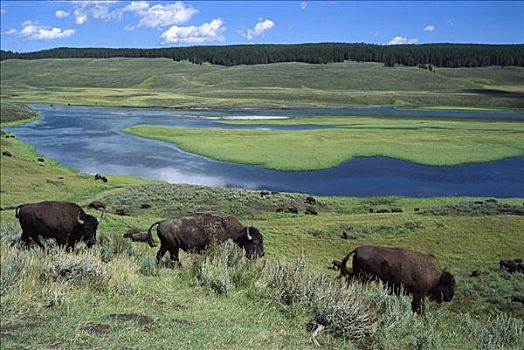 美洲野牛,野牛,漫游,野生,牧群,河,黄石国家公园,北美