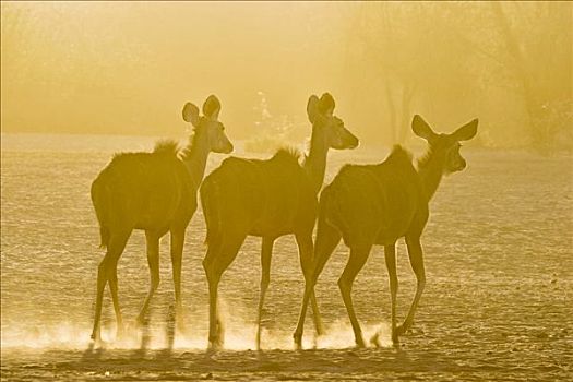 大捻角羚,尘土,逆光,干枯河床,河,博茨瓦纳,非洲