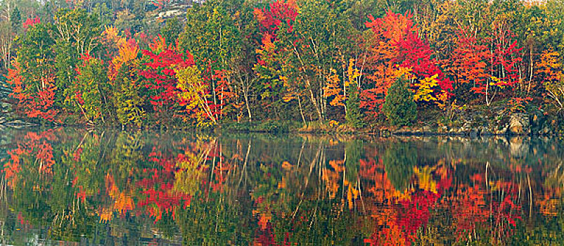 秋色,硬木,树林,反射,湖,保护区,安大略省,加拿大