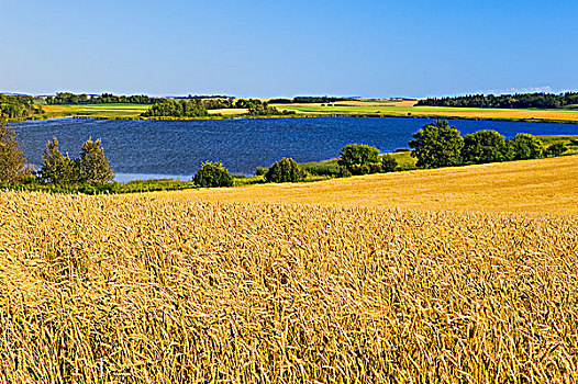 草原,低湿地,成熟,小麦,靠近,布鲁塞尔,曼尼托巴,加拿大