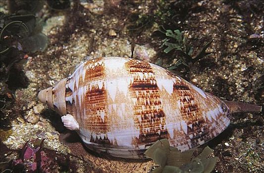 华美,澳大利亚,海洋动物,水下,蜗牛