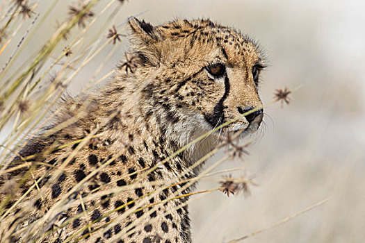 印度豹,猎豹,埃托沙国家公园,纳米比亚,非洲