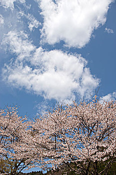 樱花,福井,日本