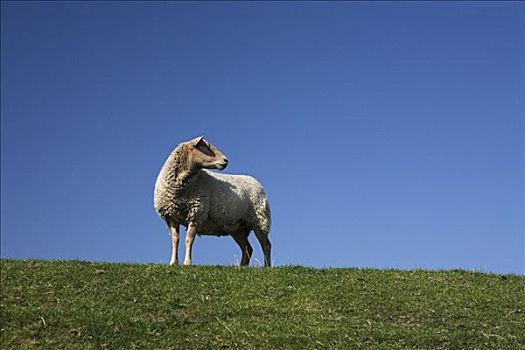 绵羊,绿色,草地,蓝天,特塞尔,岛屿,荷兰,欧洲
