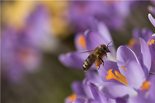蜜蜂,象征,春天