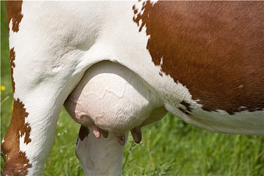 母牛,动物乳房