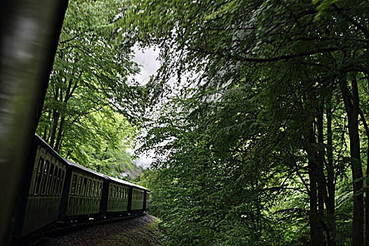 列车,驾驶,树林