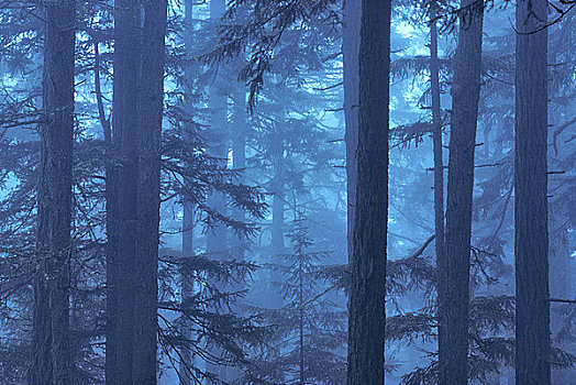 雾,遮盖,树,树林,西海岸,盐春岛,温哥华岛,不列颠哥伦比亚省,加拿大