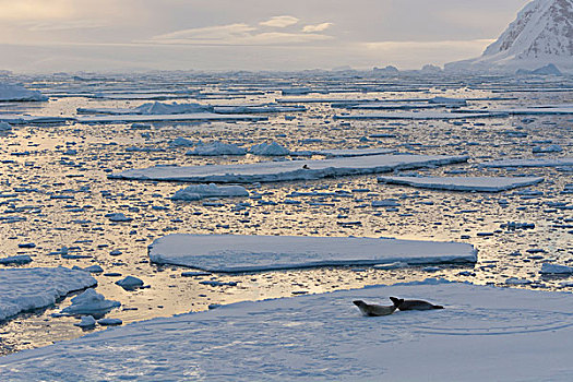 南极,南极半岛,靠近,阿德莱德,岛屿,食蝦海豹,浮冰
