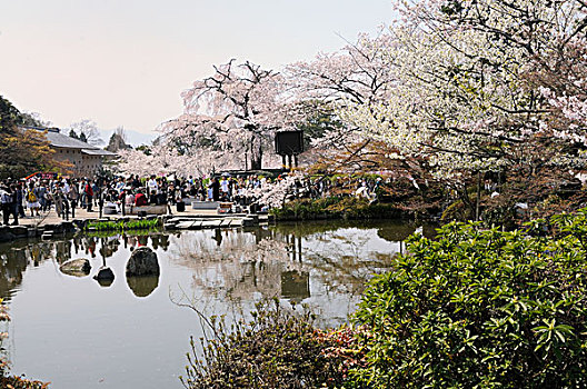 花,节日,公园,树,京都,日本,东亚,亚洲