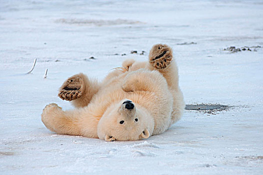 北极熊,幼兽,浮冰,北极圈,国家野生动植物保护区,阿拉斯加