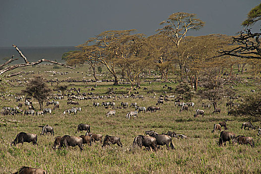 斑马,蓝角马,角马,牧群,恩戈罗恩戈罗,保护区,坦桑尼亚