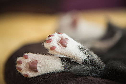 小,灰色,白色,小猫,睡觉,脚,悬挂,上方,边缘,宠物,床