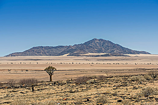 风景,抖树,二歧芦荟,沿岸,荒芜,区域,纳米比亚,非洲