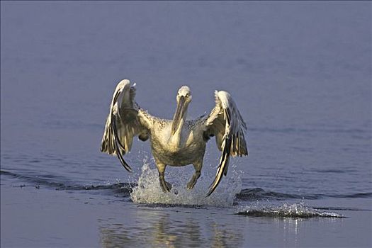 卷羽鹈鹕,起飞,希腊