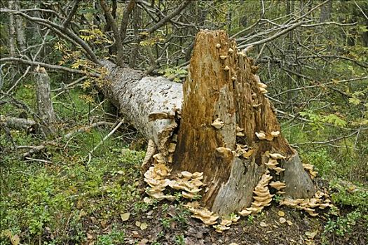 树桩,菌类,远足,区域,芬兰,欧洲
