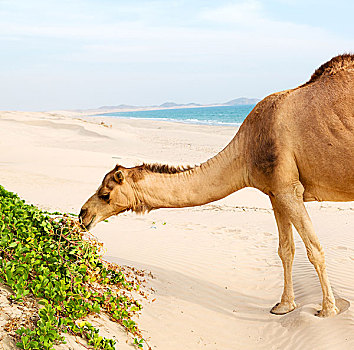 阿曼,空,区域,沙滩,单峰骆驼,靠近,海洋