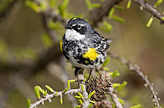 鸣禽,林莺属,沙洲,省立公园,安大略省,加拿大