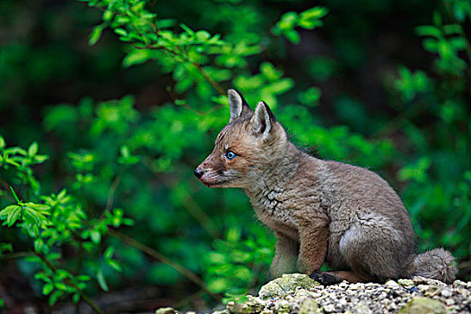 红狐,狐属,幼仔,靠近,窝,勃艮第,法国