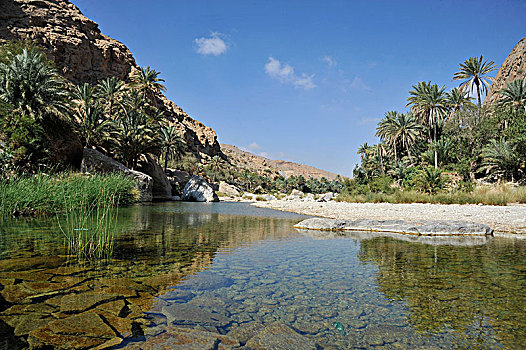 阿曼苏丹国,旱谷,青绿色,蓝色,水,水池,棕榈树